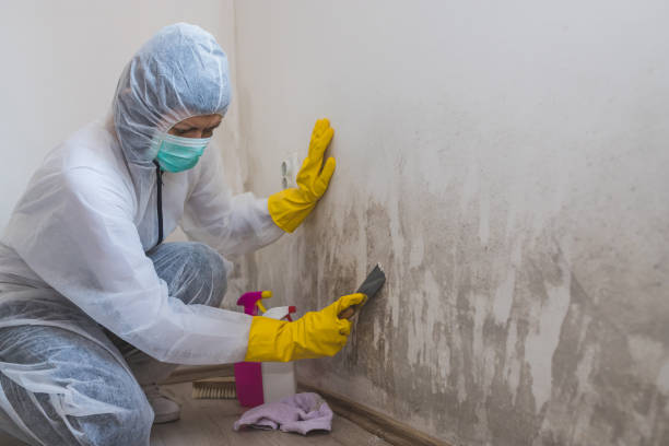 Biohazard Mold Removal in Addison, TX